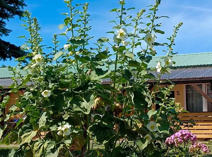 Alex Camping Szczecinek